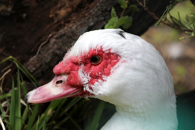 里奇斯的强 里奇斯的强