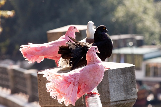 多特蒙德 多特蒙德